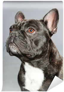 Black French Bulldog - French Bulldog (400x400), Png Download
