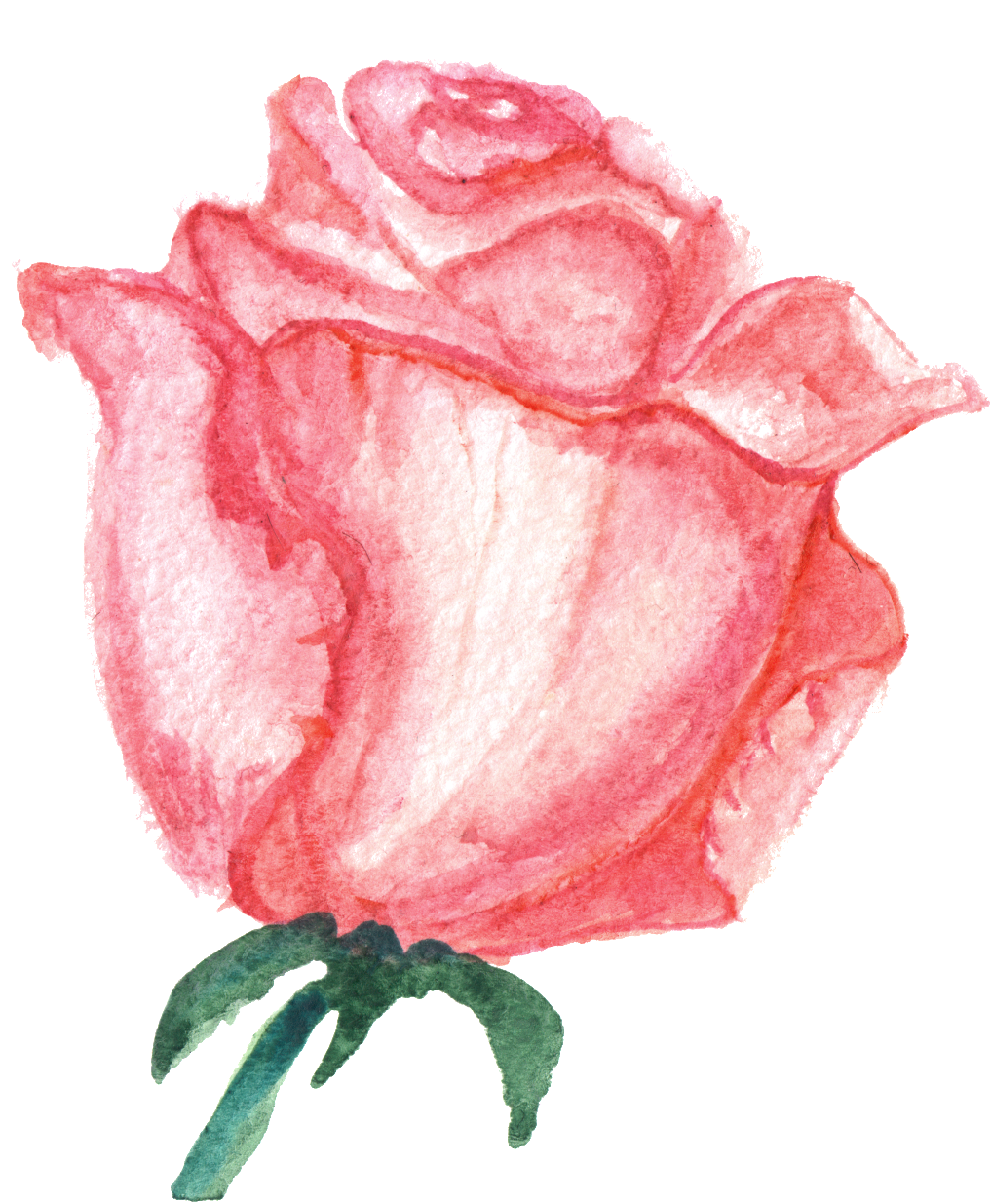 Powder Meat Carnation Cartoon Transparent - Design (1024x1324), Png Download