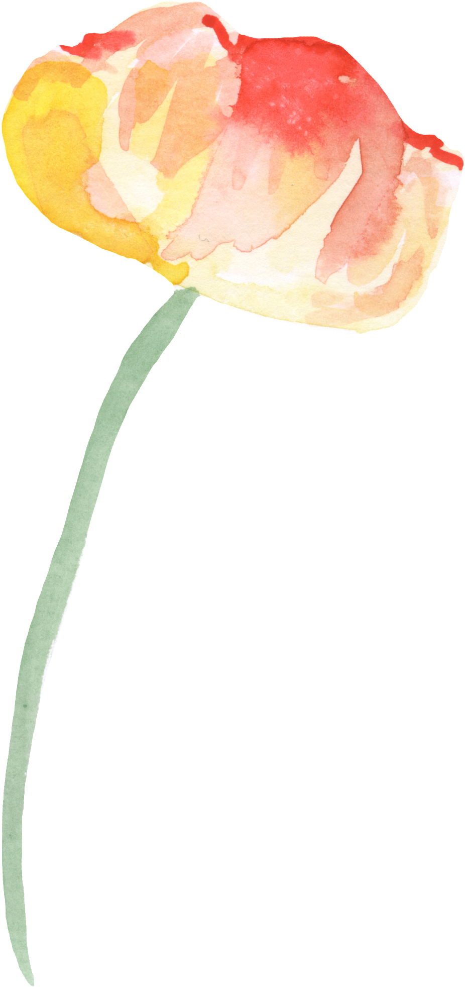 Red Yellow Flower Transparent Decorative - Still Life (1024x2062), Png Download