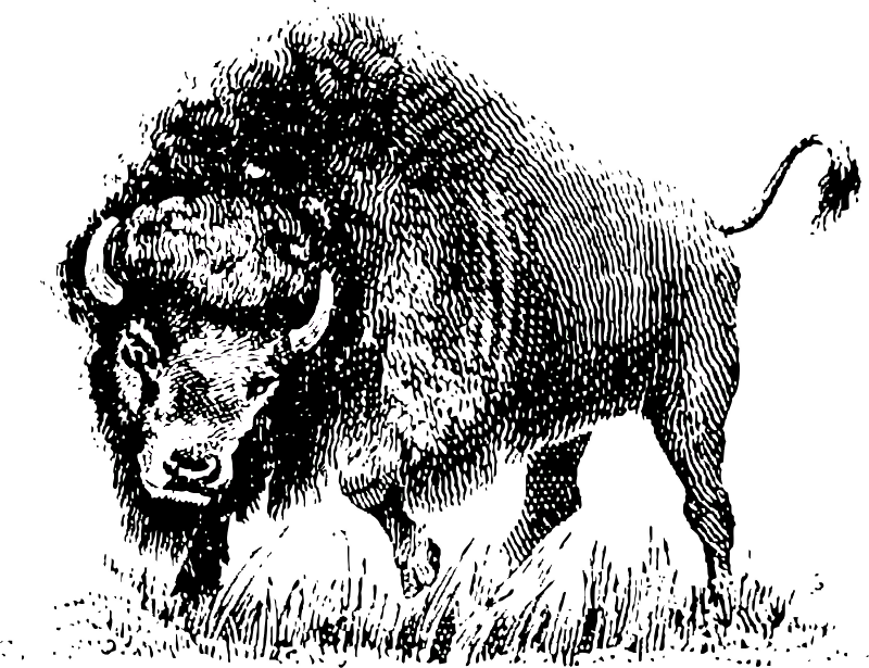 Buffalo - Bison Clip Art Black And White (800x615), Png Download