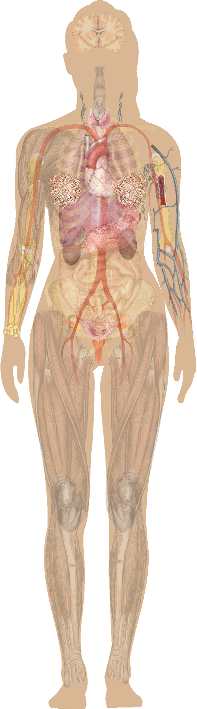 Human Figure Png - Human Body Diagram Without Labels (763x2315), Png Download