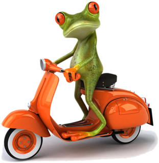 Image Du Blog Amazone54 - Funny Pics Of Frog (500x333), Png Download