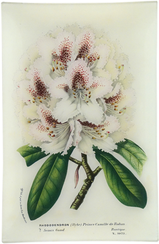 Rhododendron Prince Camille De Rohan - Lily (500x500), Png Download