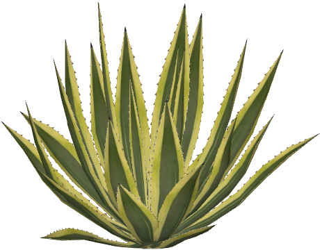 American Agave - Agave Png (480x480), Png Download