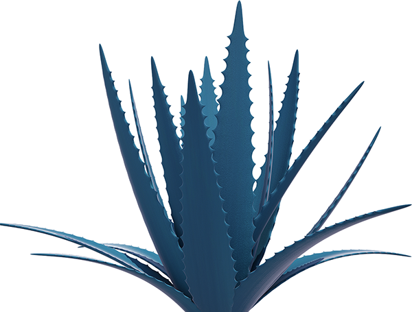 Clip Freeuse Stock Agasalhos Png Image Related Wallpapers - Agave Azul Logo (600x455), Png Download
