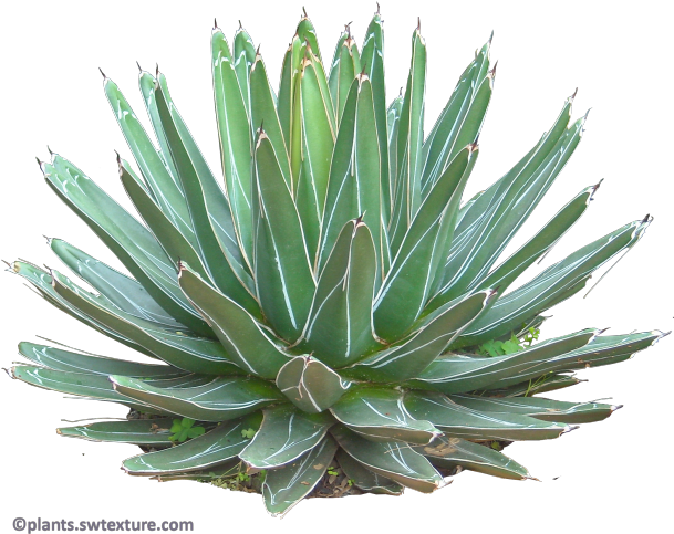 Tropical Plant Pictures - Agave Azul (616x500), Png Download