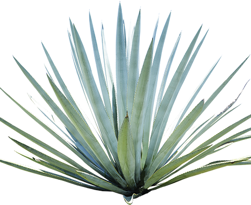Agave Inulin - Agave Azul (490x400), Png Download