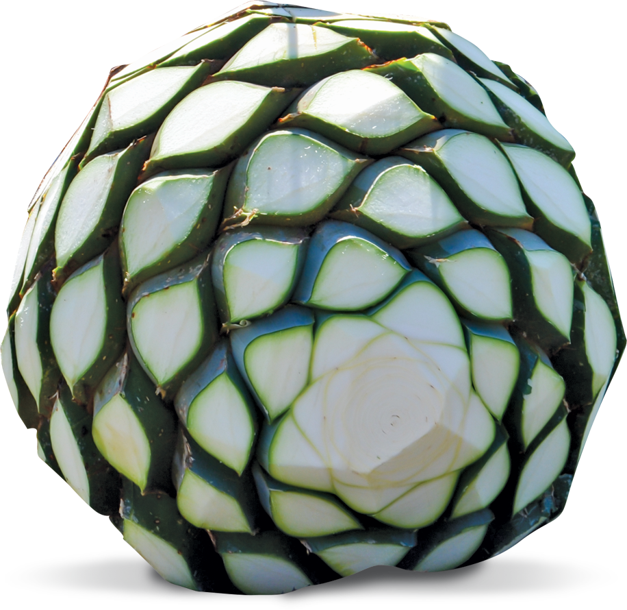 A Commitment To Quality To Produce The Best - Agave Azul No Brasil (916x890), Png Download