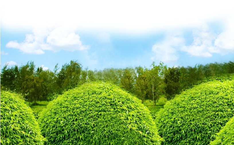 Lawns - Field (815x543), Png Download