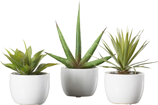 Faux Plant (600x452), Png Download