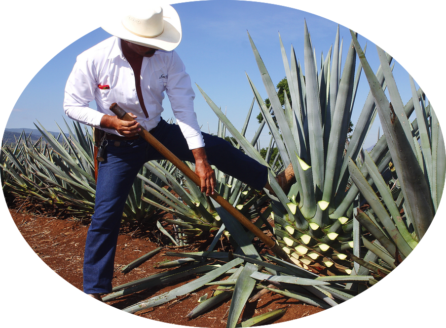 Plant Harvest - Tequila Process (904x664), Png Download