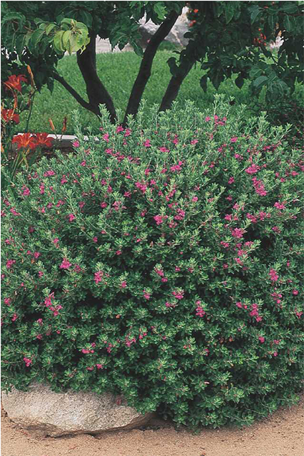 Texas Sage - Texas (480x480), Png Download