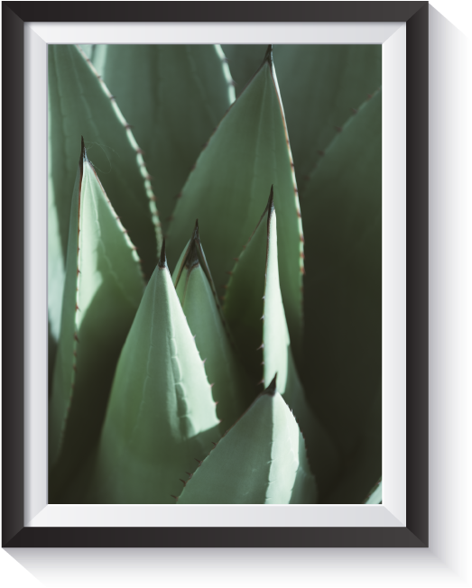 Scandi Agave Minimal Nordic Floral Print - Parry's Agave (800x800), Png Download