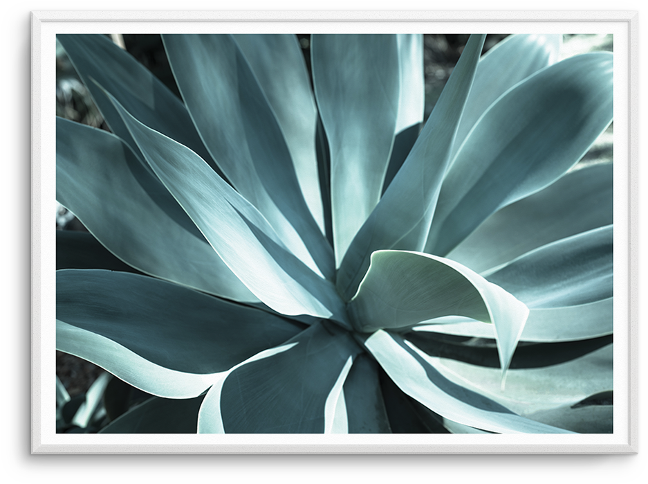 Agave Ii - Poster (957x1181), Png Download