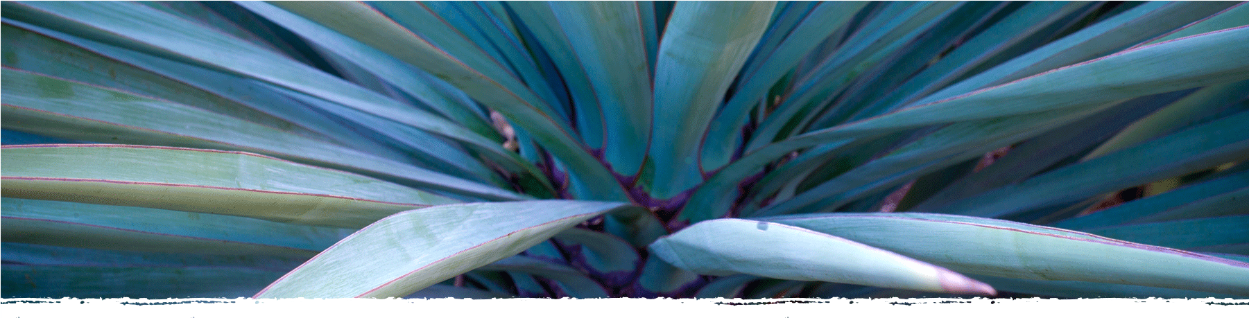Cad Web Agave 1800×600 - The Ruth Bancroft Garden (1800x600), Png Download