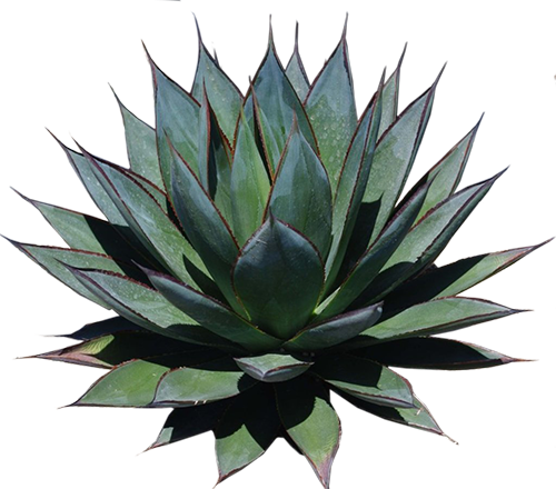 Blue Glow Agave - Agave Blue Glow Png (500x440), Png Download