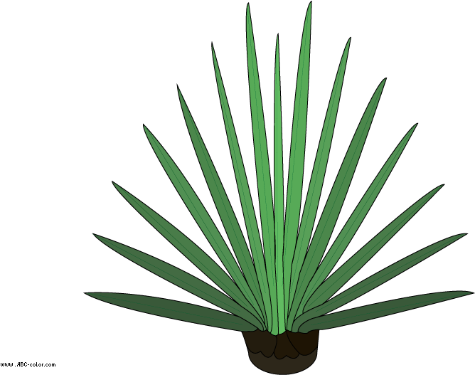 Agave (822x567), Png Download