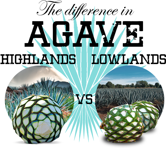 Ananas (700x600), Png Download