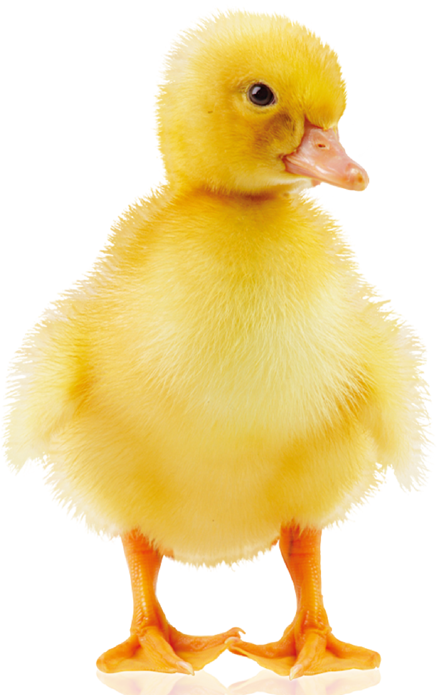 Wintek Corporation, Founded In 1990, Is A World Leading (1498x2375), Png Download