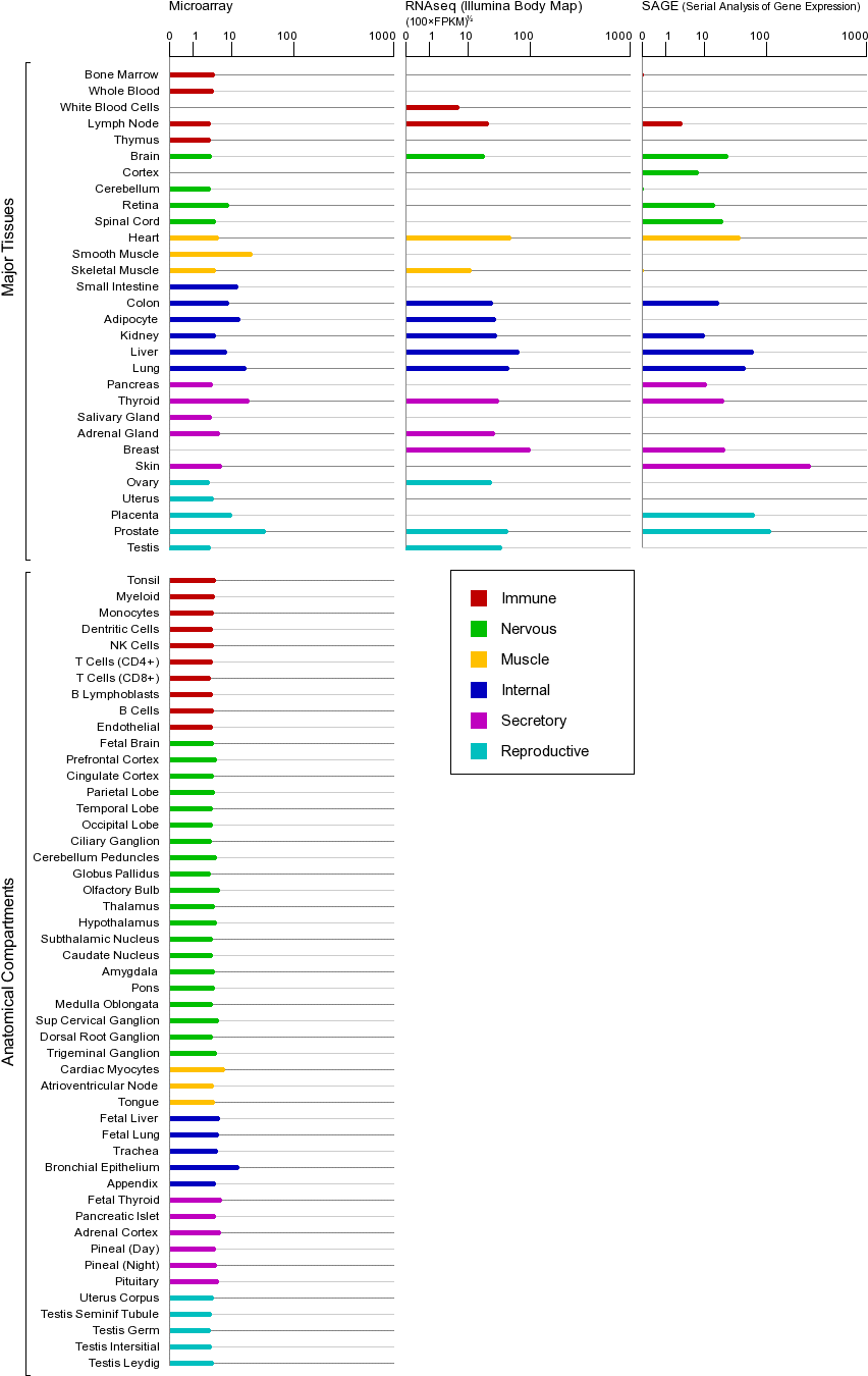 Description, The Full Length Ccnd1 Protein Has A Length (858x1356), Png Download