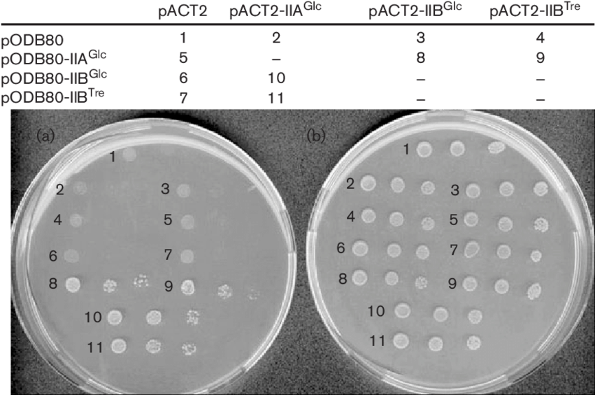 Two Hybrid Interactions Between Protein Domains Iia (850x573), Png Download