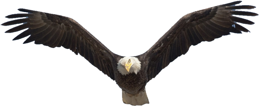 Bald Eagle Flying Png (1200x735), Png Download