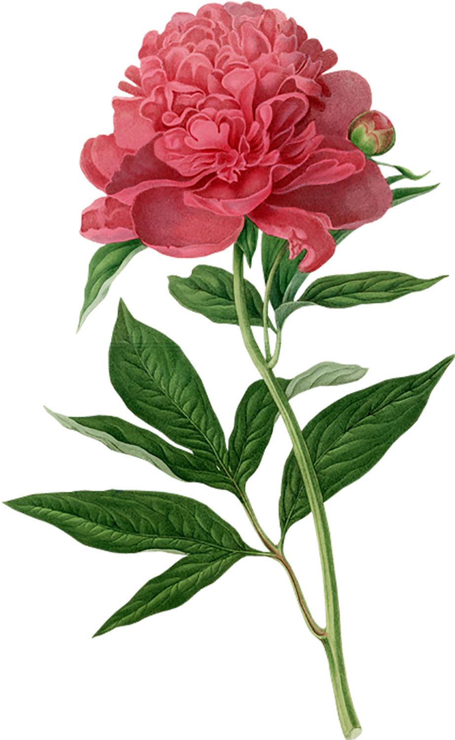 Clipart Freeuse Camellia Drawing Botanical Illustration (1000x1561), Png Download