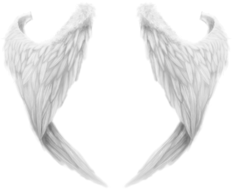 White Wings Png (800x676), Png Download