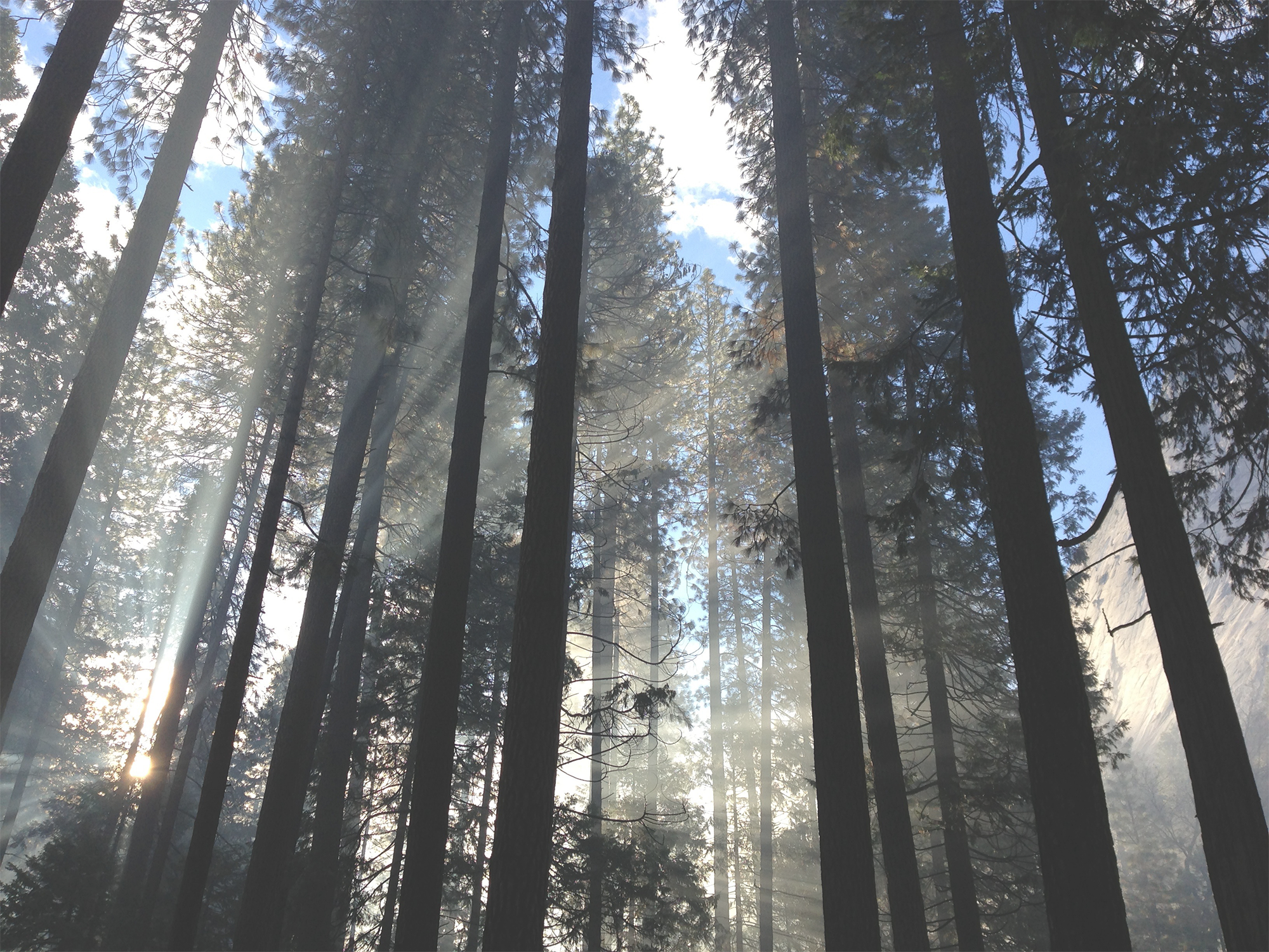 Forest-background - Oregon Evergreen Trees (2000x1500), Png Download