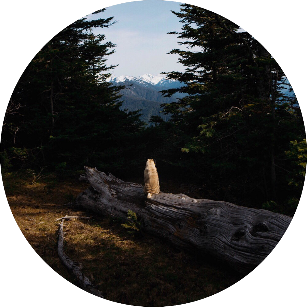 Aesthetic Background Pug Forest Tree Mountain Sky Dog - Forest (1024x1024), Png Download