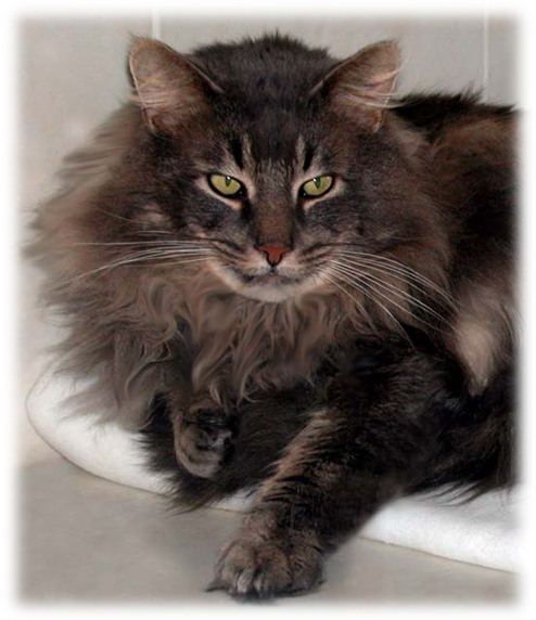 Norwegian Forest Cats Are Found All Over The World - Norwegian Forest Cat Tabby (494x572), Png Download