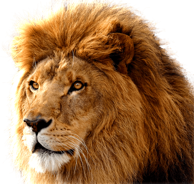 Lion Large Head Lion Png Full Size Png Download Seekpng
