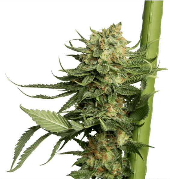 Dna Genetics Only Strives For The Highest - Cannabis (774x594), Png Download