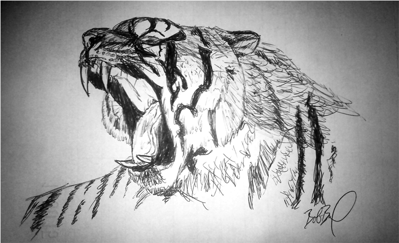 Clipart Transparent Stock Drawing Tiger Roar - Tiger Roar Drawing (800x640), Png Download