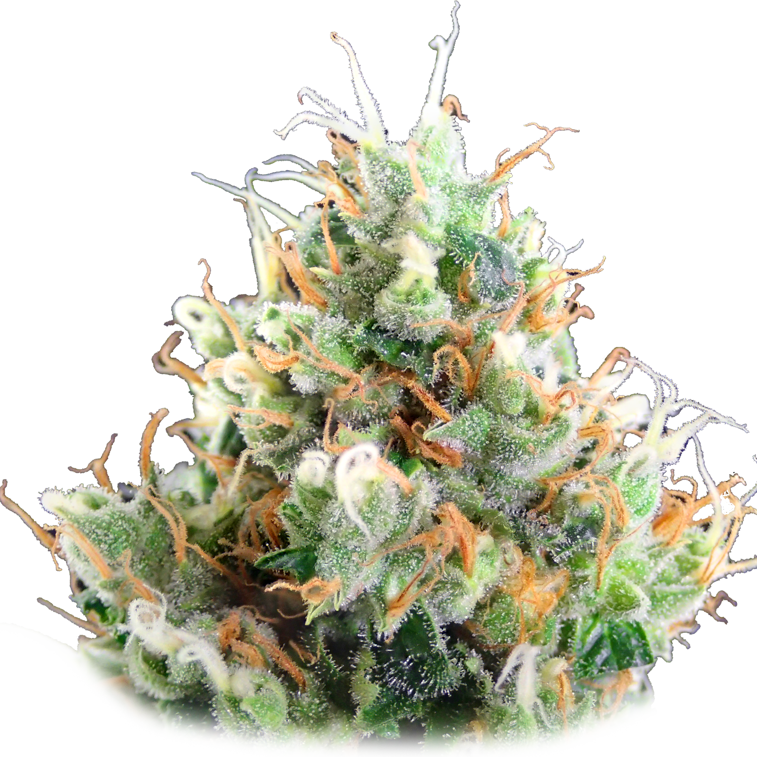 Strawberry Ice » - Smokahontas 25 Cap (1500x1500), Png Download