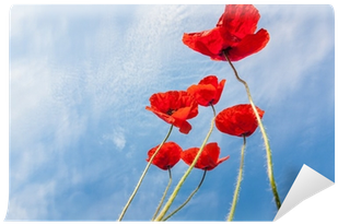 Photograph (400x400), Png Download