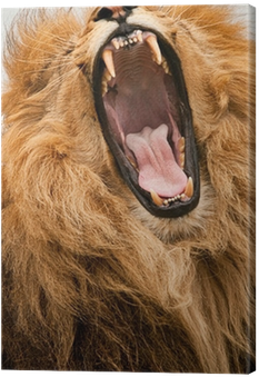 Lion (400x400), Png Download