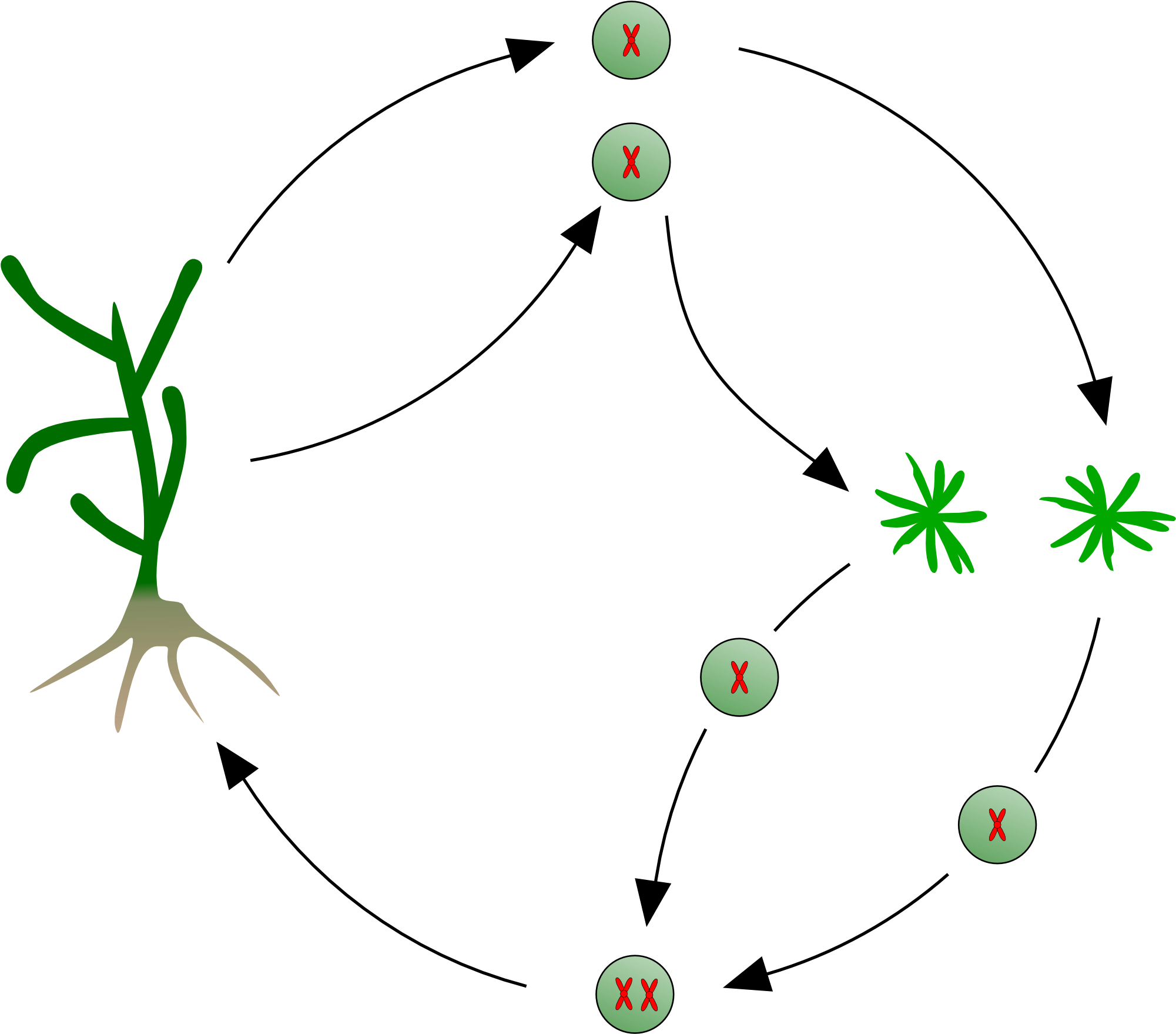 Kelp Life Cycle - Xanthophyceae Ciclo De Vida (2078x1861), Png Download