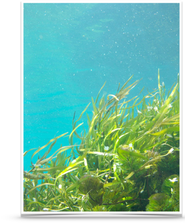 Read More Information - Biotechnological Applications Of Seaweeds (400x476), Png Download
