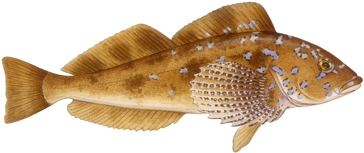 Monterey Bay Aquarium (1200x506), Png Download