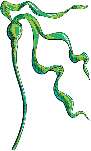 Kelp (293x487), Png Download