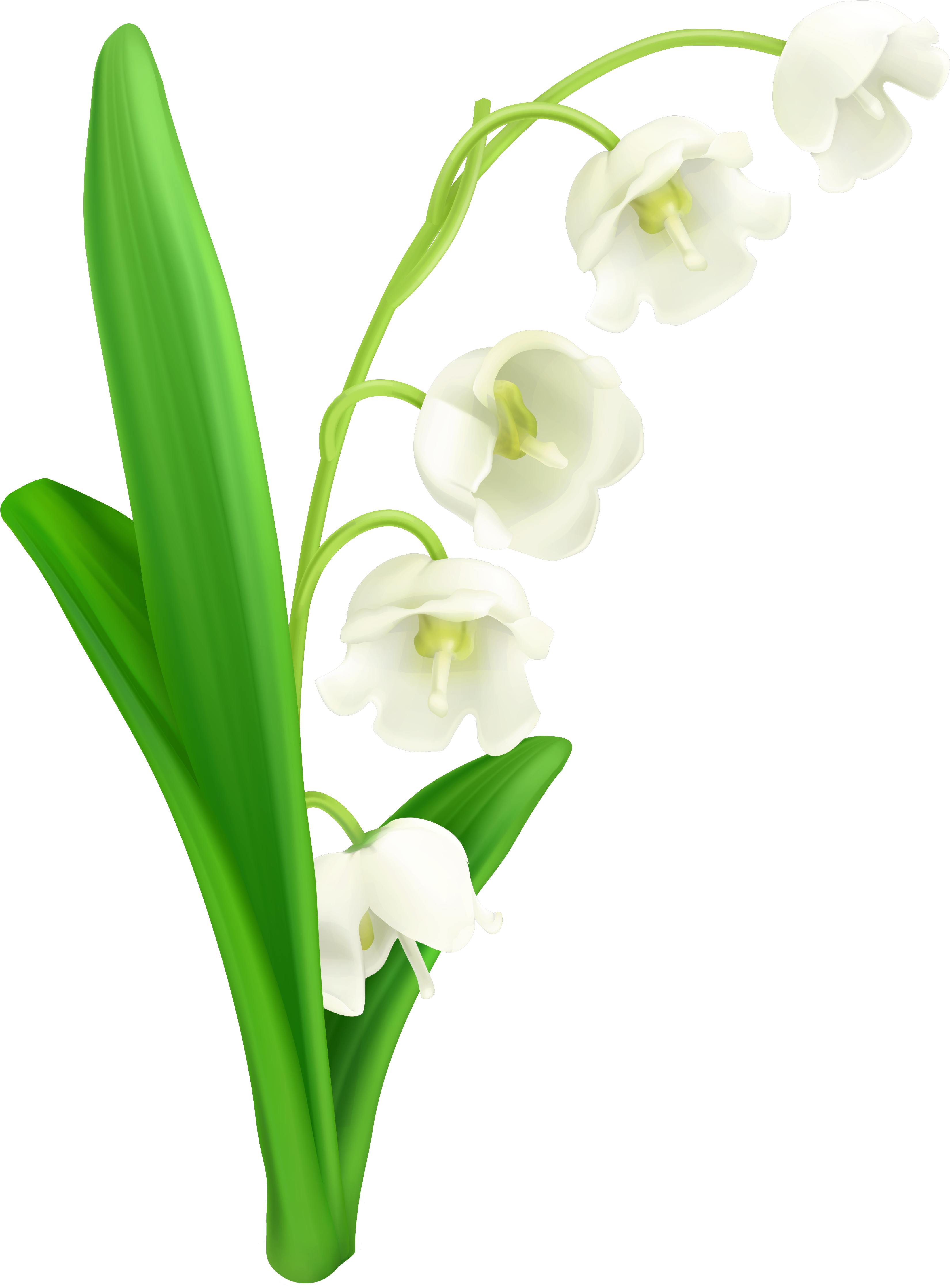 Lily Of The Valley Clipart - Lily Of The Valley Png (3817x4798), Png Download