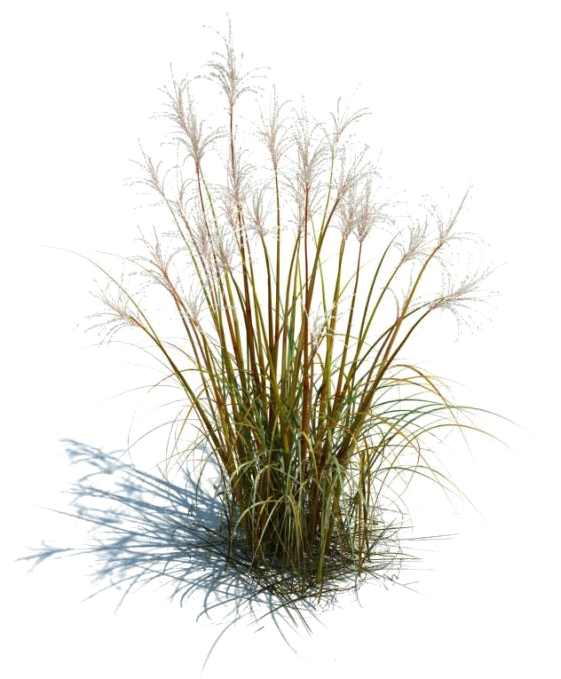Long Grass Transparent Images - Tall Grass Render (710x710), Png Download