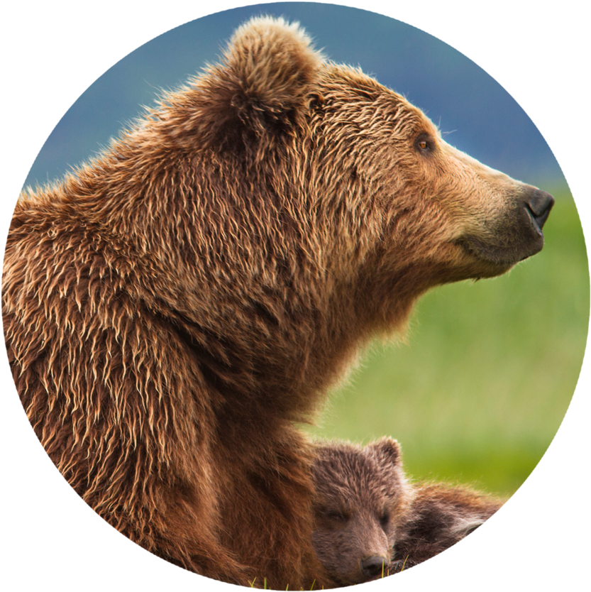 What Is The Consequence Of Increased Human-grizzly - Mamma Bear And Cub (1160x835), Png Download