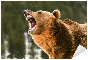 Bear Awareness Certificate (400x400), Png Download