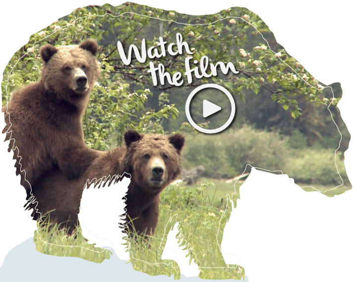 Grizzly Bear (714x570), Png Download