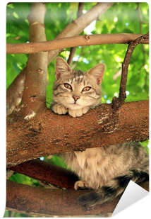 Dr. Tim's Chase Dry Cat Food, Blue (400x400), Png Download