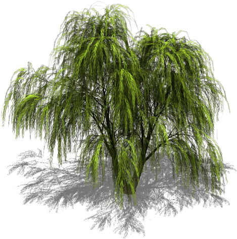 Willow Tree Png Image Transparent Download - Sprite (531x533), Png Download