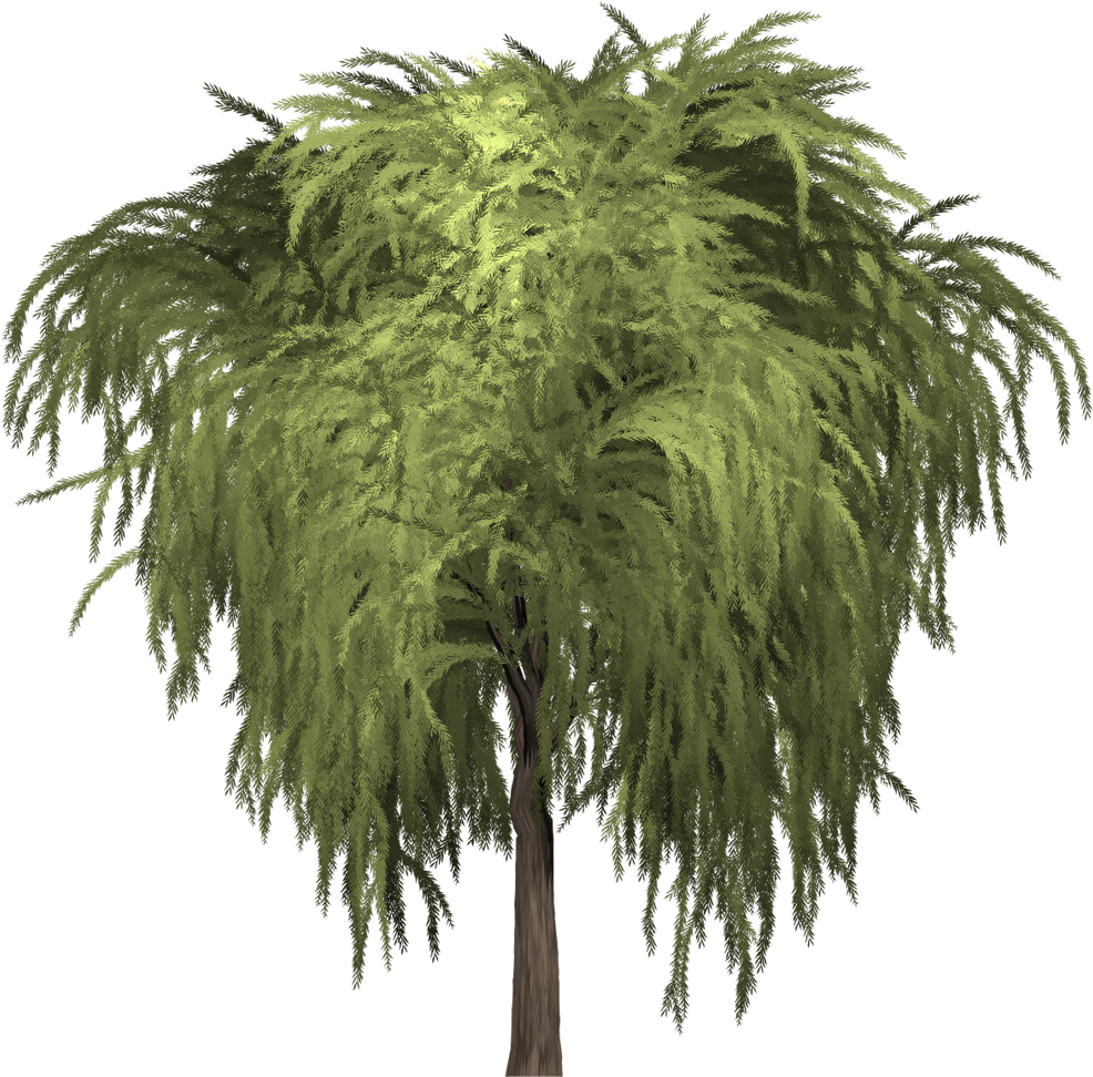 Some Willows Are Low-growing Or Creeping Shrubs - Salix Herbacea (1080x1077), Png Download