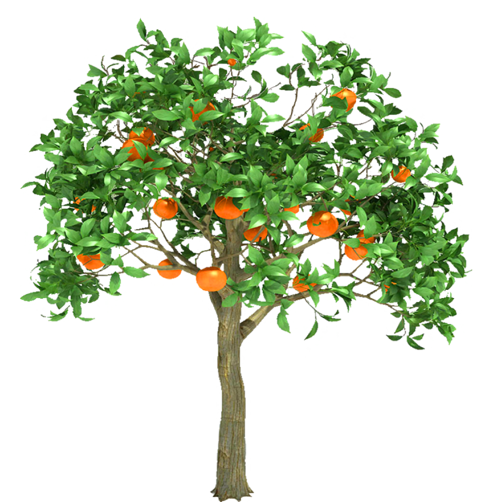 Orange Trans By Dementiarunner - Orange Tree (894x894), Png Download